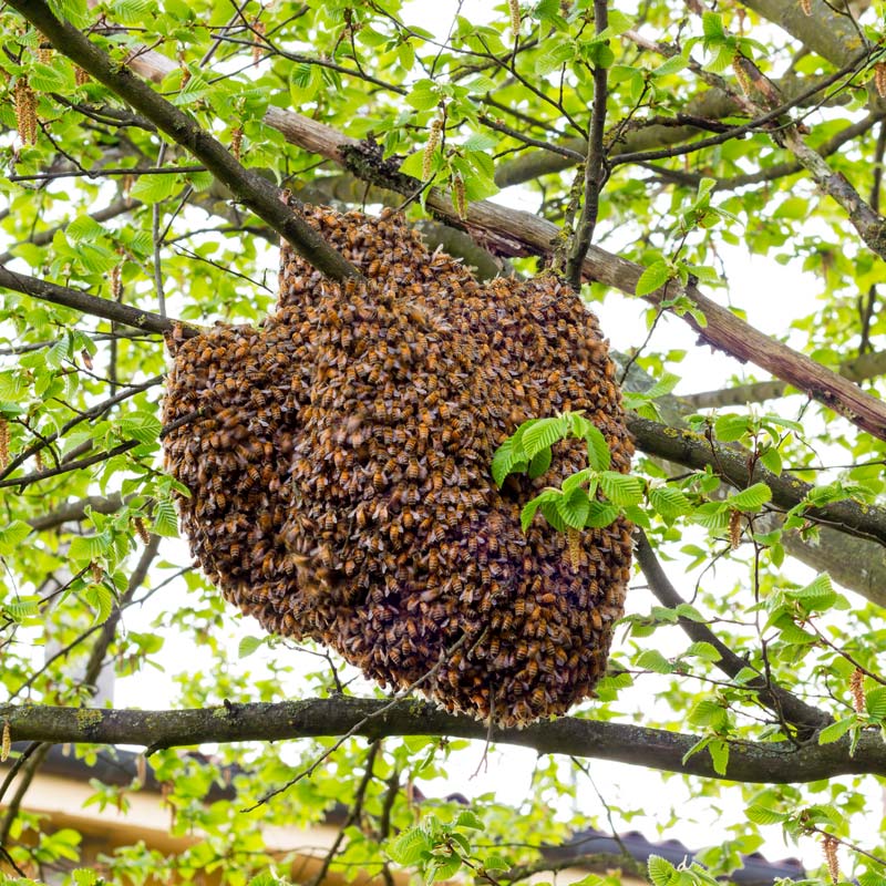 Honeybee Swarm